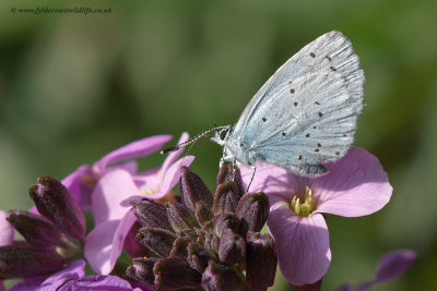 Holly Blue