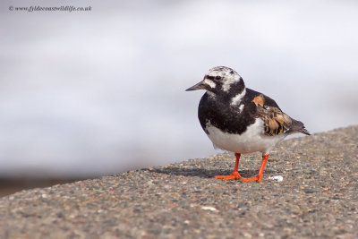 Turnstone