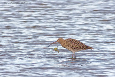 Curlew