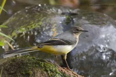 Grey Wagtail