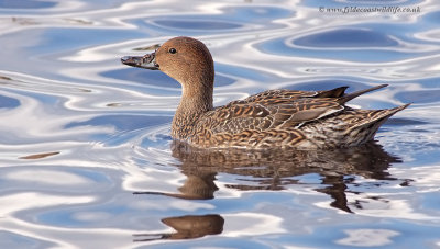 Pintail