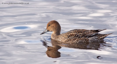 Pintail