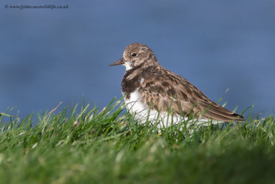 Turnstone