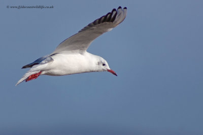 Black-headed Gull