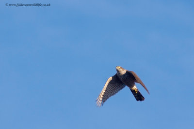 Sparrowhawk