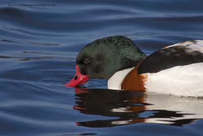 Shelduck