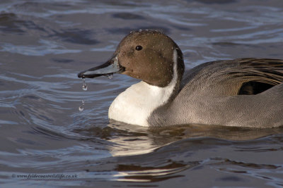 Pintail