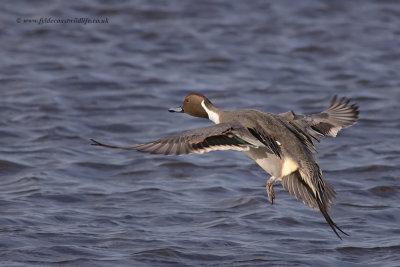 Pintail