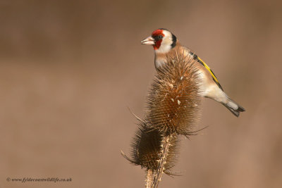 Goldfinch