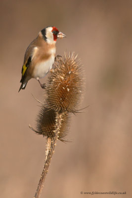 Goldfinch