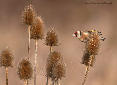 Goldfinch