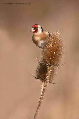 Goldfinch