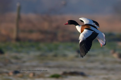 Shelduck