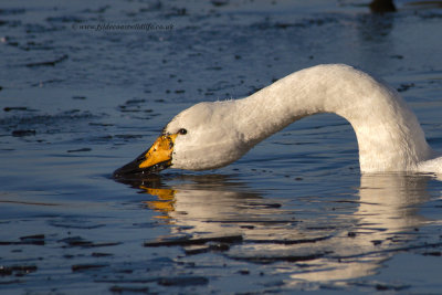 Whooper Swan