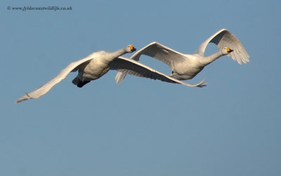 Whooper Swan