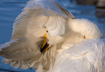 Whooper Swan