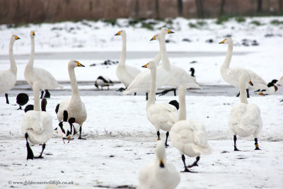 Whooper Swan