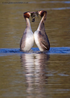 Great Crested Grebe