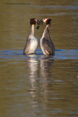 Great Crested Grebe