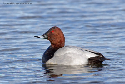 Pochard