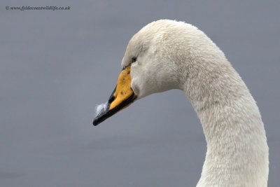 Whooper Swan