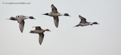 Pintail