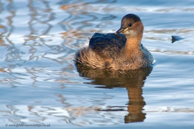 Little Grebe