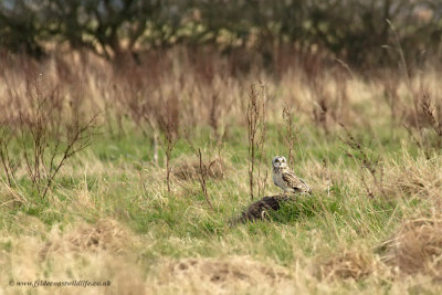 Short-eared Owl