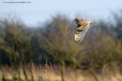 Short-eared Owl