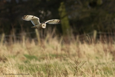 Short-eared Owl