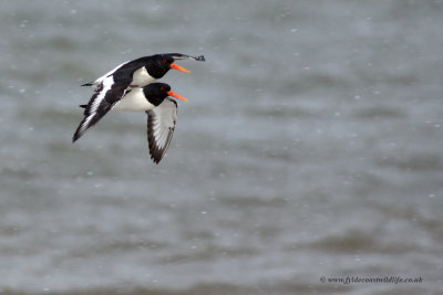 Oystercatcher - in a flurry of snow