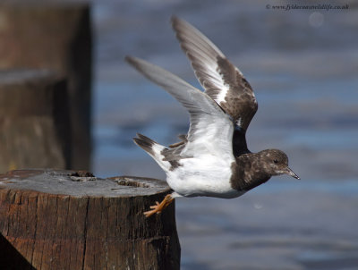 Turnstone