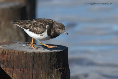 Turnstone