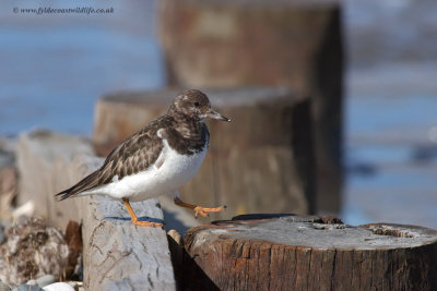 Turnstone