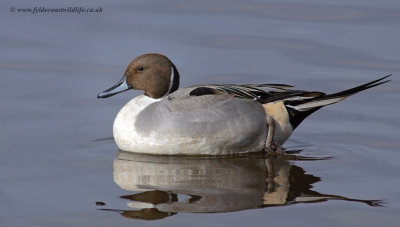 Pintail