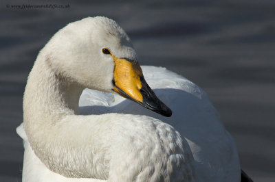 Whooper Swan