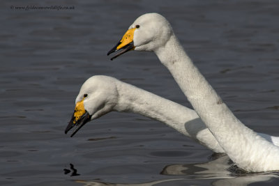 Whooper Swans - looking like glove puppets