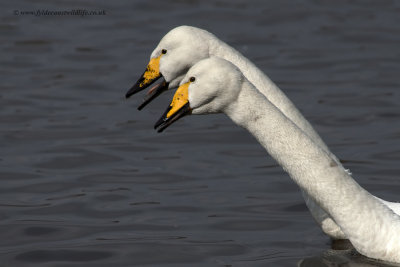 Whooper Swans - looking like glove puppets