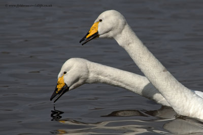 Whooper Swans - looking like glove puppets