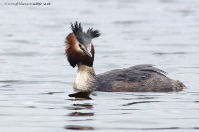 Great Crested Grebe