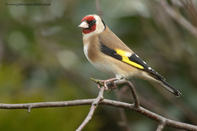 Goldfinch