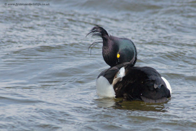 Tufted Duck & Scaup