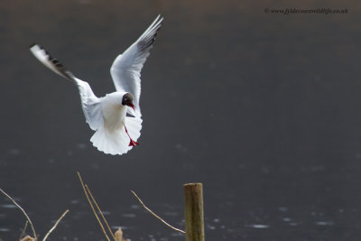 Black-headed Gull