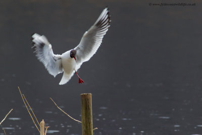 Black-headed Gull