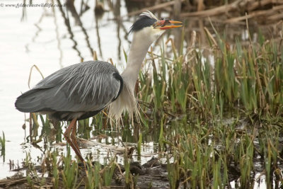 Grey Heron