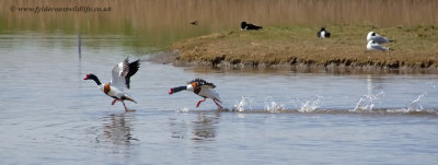 Shelduck