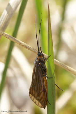 Alderfly