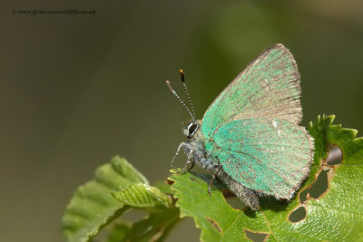 Green Hairstreak