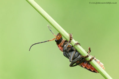 Soldier Beetle