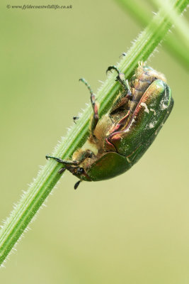 Rose Chafer